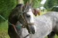  Le Maroc fete son Moussem a Evry-Bondoufle  - Les chevaux marocains Les Chevaux Marocains 030